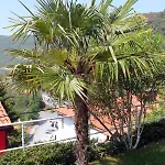 With A Parking Space Rabac, Labin - 7660 * Rabac